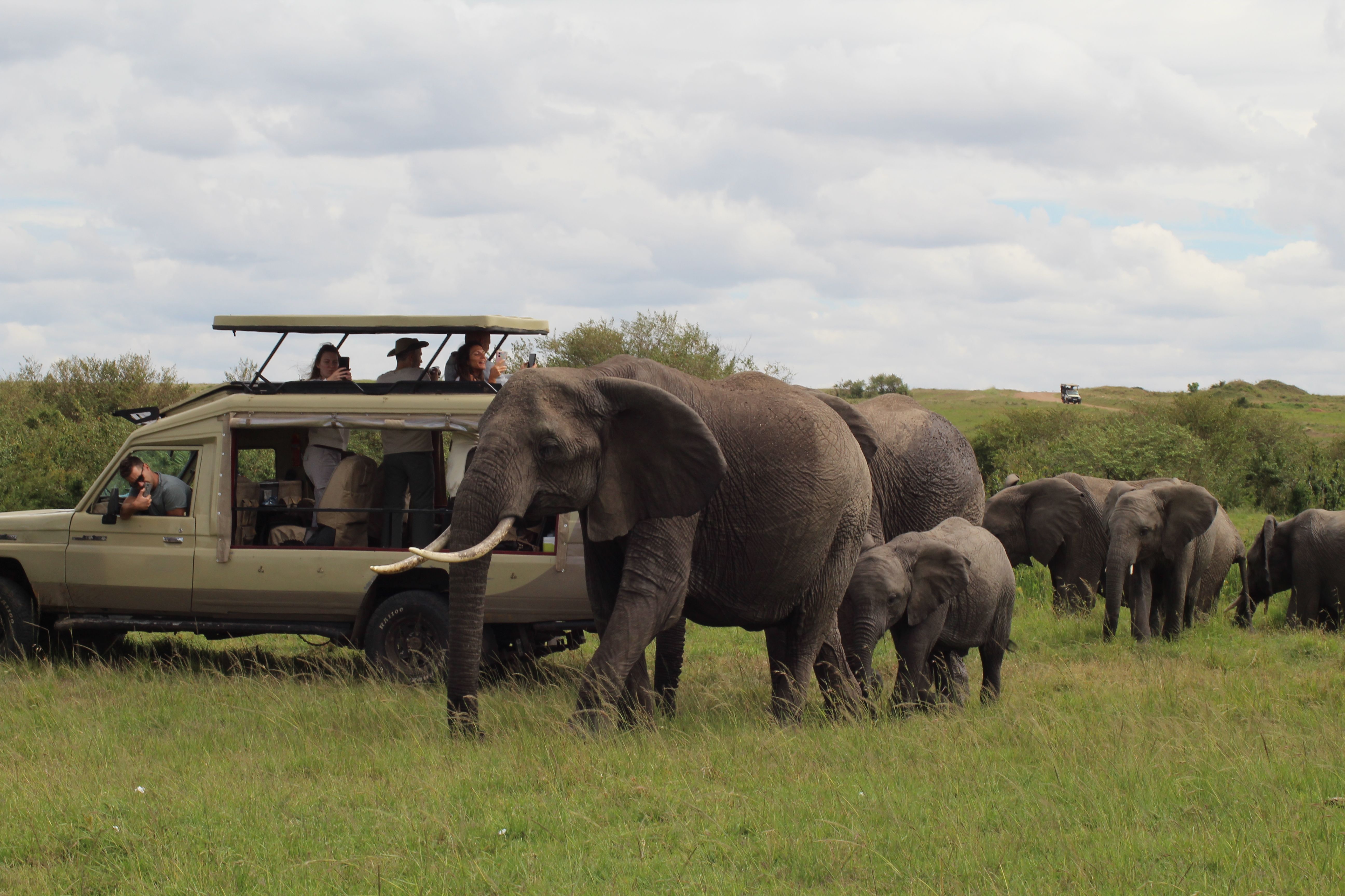 Maasai Mara - Wildlife up close